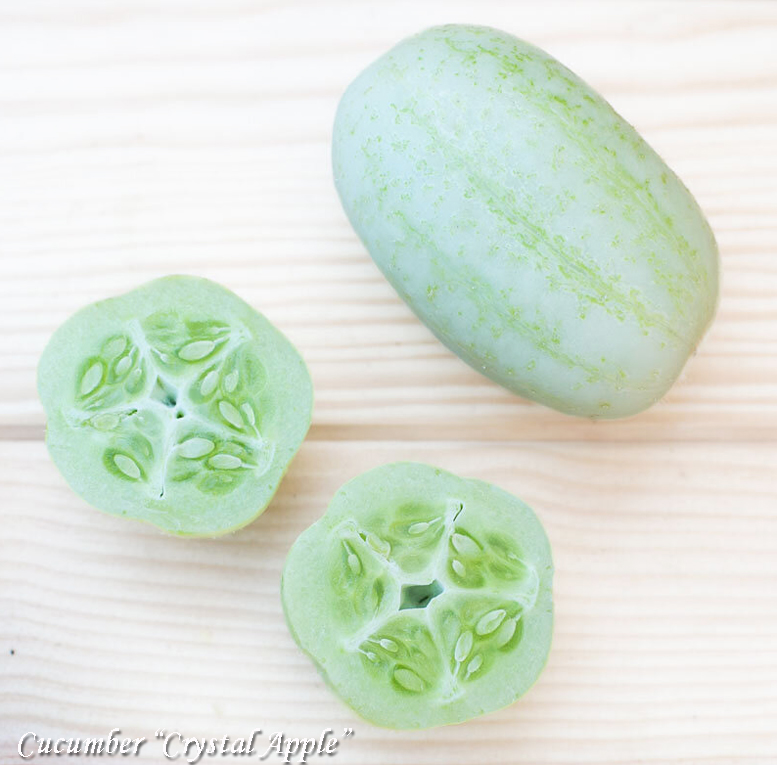 White round cucumber Crystal Apple Kurkku valkoinen, Белый огурец Хрустальное яблоко